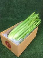 เซเลอรี่สด ? - เซเรอลี่ เซรารี่ เซลารี่ Celery ผักสด ขึ้นฉ่ายฝรั่ง ขึ้นช่ายฝรั่ง