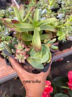 กุหลาบหินนำโชคหลากสี(Kalanchoe) / กาลังโช เสริมความร่ำรวย ฐานะมั่นคง ไม้อวบน้ำ แคลตัส ต้นไม้มงคล เพื่อการค้าขาย เพื่อความร่ำรวยไม่ขัดสน เสริมฮวงจุ้ย รับประกันสินค้า กระถาง 5 นิ้ว