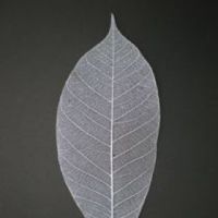 โครงใบไม้ ใบยาง สี Silver Metallic (Standard Rubber Skeleton Leaves)
