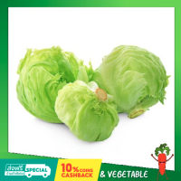 ผักกาดแก้ว ผักสลัด (Iceberg lettuce)