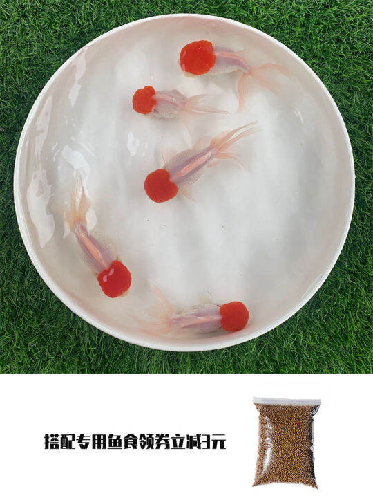 Goldfish living ornamental fish small goldfish cold water fish koi fish