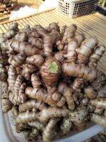 3หัวใหญ่ ตามรูป/ออเดอร์ ว่านมหาเมฆ ดอกกระเจียวแดง  (Curcuma aeruginosa) โบราณนั้นแสวงหาว่านที่หายากมาไว้ เป็นที่นิยมมานาน