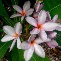 35 เมล็ดพันธุ์ เมล็ด ลั่นทม หรือ ลีลาวดี สายพันธุ์แคระ Frangipani Plumeria Seed นำเข้าจากฮาวาย อัตราการงอกสูง 80-85%