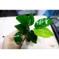 ANUBIAS BROAD LEAF – อนูเบียส ใบกว้าง สามารถนำไปพันติดกับขอนไม้ ก้อนหิน หรือปักลงดินในตู้ปลา ตู้ไม้น้ำได้เลย #รากแน่น #ฟอร์มใหญ่สวย #ต้นไม้น้ํา