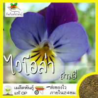 เมล็ดพันธุ์ ไวโอล่าสามสี 100 เมล็ด Viola flower Seed เมล็ดพันธุ์แท้100% นำเข้าจากต่างประเทศ ปลูกผัก สวนครัว สวยงาม ถูกดี