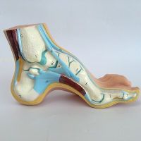 Anatomy Human Foot Normal Foot Flat and Arched Foot Anatomy Model Human Sketelon Model Flat Feet High Arched Feet Model