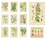 ❈▲❀ 11 สไตล์เลือก Vintage Herb Fllower ชุดภาพประกอบ Art ฟิล์มพิมพ์ผ้าไหมโปสเตอร์ Home Wall Decor 24x36inch