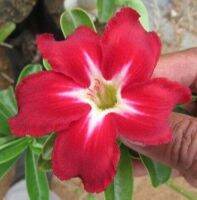 12 เมล็ด เมล็ดพันธุ์ ชวนชม สายพันธุ์ไต้หวัน ดอกชั้นเดียว Adenium seed กุหลาบทะเลทราย Desert Rose ราชินีบอนไซ อัตรางอก 80-90% มีคู่มือการปลูก