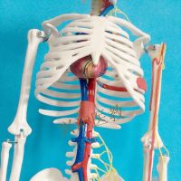 45 cm human body skeleton model can remove the bonesetting skeleton medical teaching body vertebra small white simulation toys 85