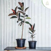 Treeno.9 T1 ยางอินเดียดำ (Ficus Elastica Black Prince) กระถาง 8-10 นิ้ว / สูง 60-80 ซม. / ไม้ประดับ ไม้ดอก ไม้มงคล (ต้นไม้)