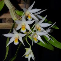 กล้วยไม้หายาก Dendrobium sutepense เอื้องแซะมะลิ แซะดอยปุย กล้วยไม้แห่งความรัก ตกแต่งสวน