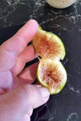 Figs ต้นมะเดื่อฝรั่ง พันธุ์ MysteryX (มาเสตอรี่เอ๊ก) อร่อย หวาน หอมมากๆ ต้นสมบูรณ์มาก รากแน่นๆ จัดส่งพร้อมกระถาง 6 นิ้ว ลำต้นสูง 45-50 ซม ต้นไม้แข็งแรงทุกต้น