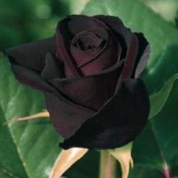 25 เมล็ด เมล็ดกุหลาบ สีดำ ดอกใหญ่ สายพันธุ์ของแท้ 100% เมล็ดกุหลาบ ดอกกุหลาบ ปลูกกุหลาบ กุหลาบ อัตรางอก 70-80% Rose seeds มีคู่มือวิธีปลูก