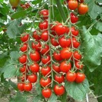 Red Cherry Tomato (100 seeds) มะเขือเทศเชอรี่สีแดง (100 เมล็ด)