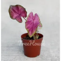 ( PRO+++ ) โปรแน่น.. บอนสี มณีอัมพวา ล็อตใหม่ต้นใหญ่กว่าในรูปมาก (Caladium sp. maneeampawa) กระถาง 4 นิ้ว ราคาสุดคุ้ม พรรณ ไม้ น้ำ พรรณ ไม้ ทุก ชนิด พรรณ ไม้ น้ำ สวยงาม พรรณ ไม้ มงคล