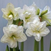 1 หัวว่าน ว่านสี่ทิศฮอลแลนด์ Amaryllis Hippeastrum Alfresco 18-24 ซม สินค้านำเข้า แช่เย็นแล้ว หัวขนาดใหญ่