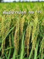 พันธุ์ข้าวปลูก กข 49  ไม่ไวต่อช่วงแสง เมล็ดข้าวเปลือกสีฟาง