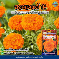 เมล็ดดอกดาวเรือง ฮอลแลนด์14 ดอกสีส้ม F-1MARIGOLD ตราภูเขาทอง เมล็ดพันธุ์ดอกดาวเรือง เมล็ดพันธุ์ดอกไม้ เมล็ดดอกไม้ เมล็ดดาวเรือง