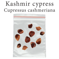 เมล็ดสน Cupressus cashmeriana 500 มิลลิกรัม Kashmir cypress สนแคชเมียร์ บอนไซ