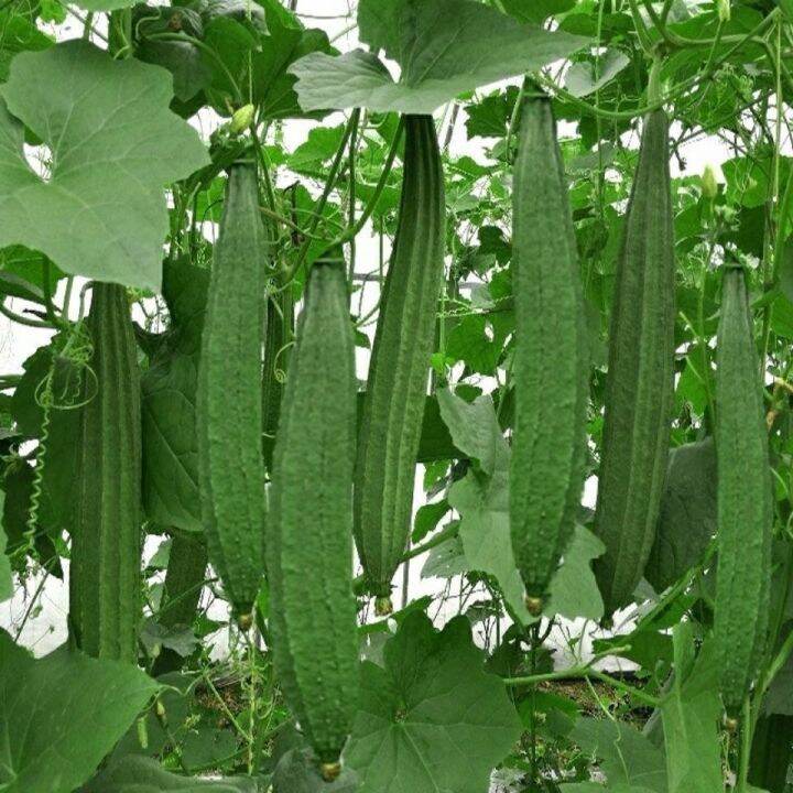 Benih Petola Segi Angled Luffa Seeds(not plants) | Lazada PH