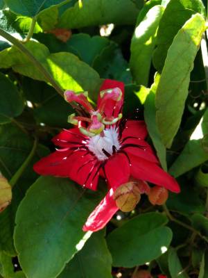 ต้นศรีมาลา/มังกรแดง/สร้อยสังวาล/Red Granadilla/Red Passion Flower เป็นไม้เลื้อยขนาดเล็ก หายาก อายุหลายปี นิยมปลูกเป็นซุ้มไม้เลื้อย ชอบแดดเต็มวัน