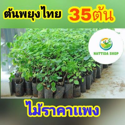 Woww สุดคุ้ม ต้นพยุงไทย (35 ต้น) ต้นพยุงไทย ต้นพยุง ต้นพยูง ราคาโปร พรรณ ไม้ น้ำ พรรณ ไม้ ทุก ชนิด พรรณ ไม้ น้ำ สวยงาม พรรณ ไม้ มงคล