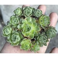 ?สินค้าขายดี? [11. กอ6cm]กุหลาบหิน ไม้อวบน้ำ SUCCULENT แคคตัส กระบองเพชร ️อ่านก่อนสั่ง️