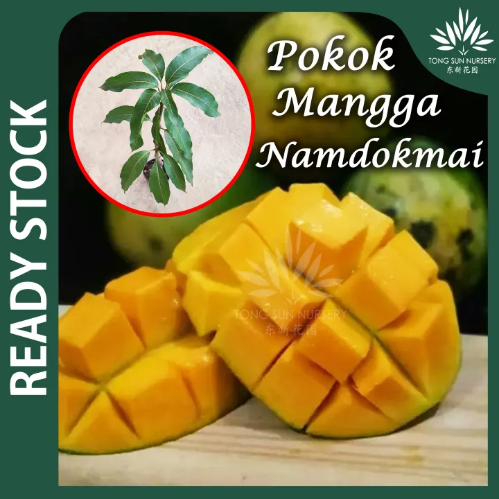 TSN Pokok Mangga Namdokmai Nam Dok Mai Pokok Hiasan Pokok Buah Fruit ...