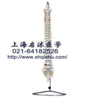 Spine model (with coccyx natural big) spine physiological bending three intervertebral cartilage model