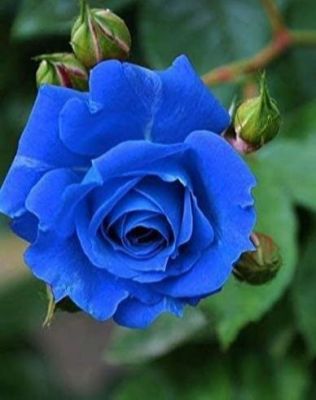 30 เมล็ด เมล็ดพันธุ์ กุหลาบ สีฟ้า-ชมพู Rose Seeds ดอกใหญ่ นำเข้าจากต่างประเทศ พร้อมคู่มือ เมล็ดสด ใหม่