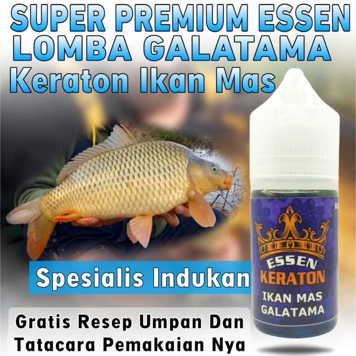 Essen Ikan Mas Indukan Babon Essen Super Premium Keraton Khusus