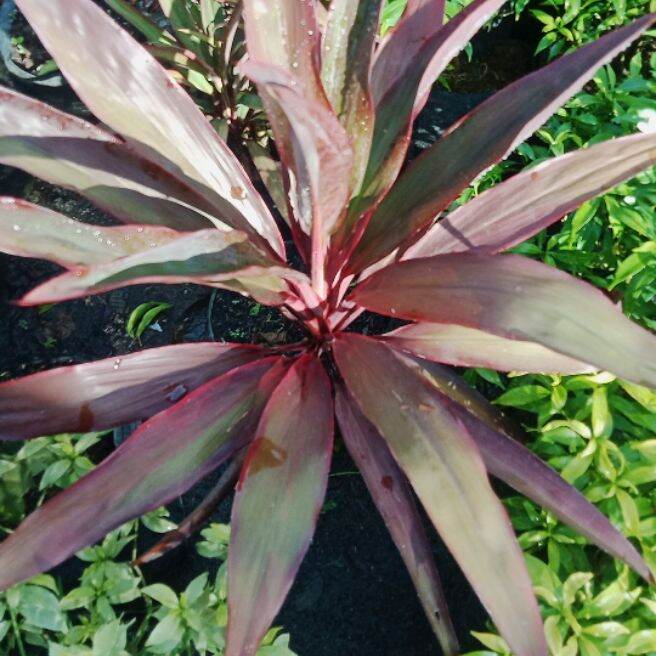 Ti Plant | Lazada PH