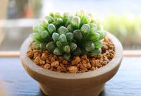 50 เมล็ดพันธุ์ เมล็ด ซักคิวเลนต์ หรือ ไม้อวบน้ำ กระบองเพชร ฮาโวร์เทีย (Haworthia) Succulent seeds อัตราการงอก 80-85%