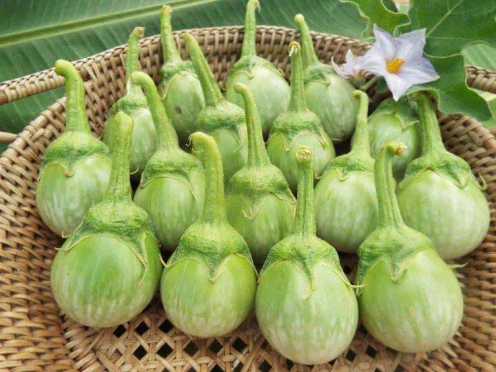 มะเขือ-มะเขือเปราะม่วง-eggplant-seeds-มะเขือแบล๊คไดม่อน-มะเขือไข่เต่าขาว-มะเขือคางกบ