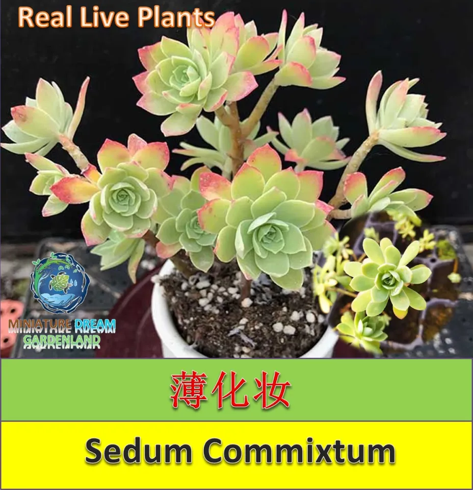 Ready Stock/现货】Real Live Succulents Sedum Commixtum 薄化妆老桩