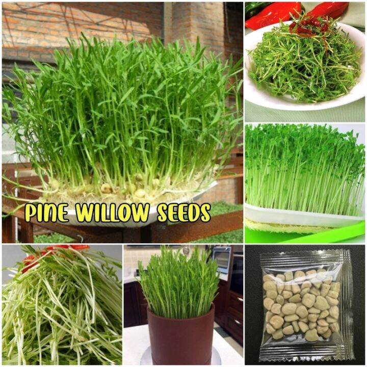 [Easy to grow in Malaysia] Organic Pine Willow Seeds Premium Vegetable ...