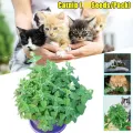 30Pcs Catnip Plants Catmint Aromatic Potted For Easy to grow. 