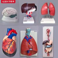 Model AIDS philistines human system anatomical anatomy medical men heart heart human body model teaching