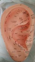 [HOT ZUQIOULZHJWG 517] 17ซม. หูภาษาอังกฤษ Acupoint รุ่น Body Acupuncture นวด Human Meridian Auricular Acupoint Model