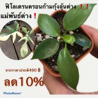 ( Promotion+++) คุ้มที่สุด ฟิโลเดรรดรอนก้ามกุ้งแม่พันธ์ด่าง ราคาดี พรรณ ไม้ น้ำ พรรณ ไม้ ทุก ชนิด พรรณ ไม้ น้ำ สวยงาม พรรณ ไม้ มงคล