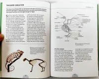 กระเป๋าหนังสือThe Bird Anatomyปกอ่อน