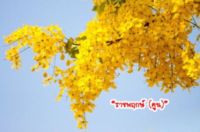 100 เมล็ด เมล็ดพันธุ์ ราชพฤกษ์ หรือ ต้นคูณเหลือง ดอกคูน สีเหลือง 1 ในไม้มงคล ดอกไม้ประจำชาติไทย.