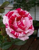 30 เมล็ด เมล็ดพันธุ์ กุหลาบ สตาร์แอนด์สไตร้พส์ Stripes Rose Seed สี ขาว-แดง ดอกใหญ่ นำเข้าจากต่างประเทศ พร้อมคู่มือ