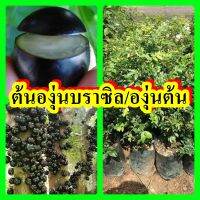 องุ่นบลาซิล หรือองุ่นต้น ต้นพันธุ์สูง 30-40 ซม. รับประกันสายพันธุ์แท้ 100 % ปลูก 2-3 ปีติดผล