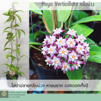 Hoya verticillata  กลีบม่วง ต้นโฮย่า ไม้แขวนไม้ประดับ  ส่วต้นติดดอก ไม้ดอกกลิ่นหอม ตกแต่งสวน ส่งต้นพร้อมลวดแขวน