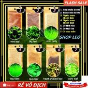 Hạt giống cây thủy sinh - hạt mầm Thủy sinh - Trân Châu, Ngưu Mao Chiên