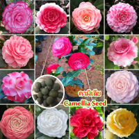 รบประกันสายพันธุ์แท้ 100 % ปลูกง่าย คามิเลีย Camellia Seed for Planting (15PCS/BAG) Bonsai Flower Plant Colorful Flower Seeds บอนสี เมล็ดบอนสี บอนสีแปลกๆถูกๆ ต้นไม้มงคลสวยๆ บอนสีหายาก บอลสีชนิดต่างๆ ต้นไม้ฟอกอากาศ เมล็ดดอกไม้ บอนสีสวยๆหายาก ของแท้ 100%