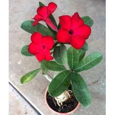 10 เมล็ด เมล็ดพันธุ์ ชวนชม สายพันธุ์ไต้หวัน สีแดง Adenium seed กุหลาบทะเลทราย Desert Rose ราชินีบอนไซ มีคู่มือปลูก นำเข้าจากไต้หวัน