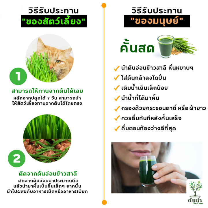 เมล็ดต้นอ่อน-เมล็ดผักไมโครกรีน-แบบซองราคาส่ง-microgreen-ต้นอ่อนทานตะวัน-โตเหมี่ยว-ไควาเระ-ผักบุ้ง-ไมโครกรีน