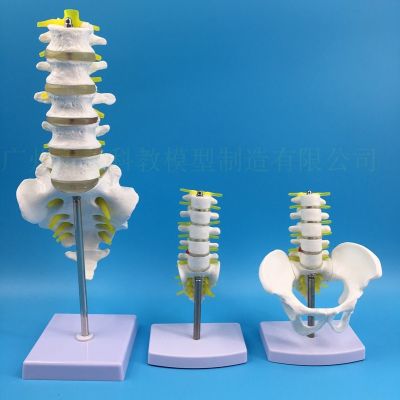 Section five lumbar spine model with pelvic model pelvis model human body skeleton model femoral intervertebral disc